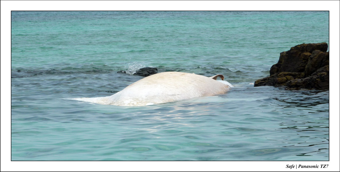 2011 - 03 - Koh Rok 48